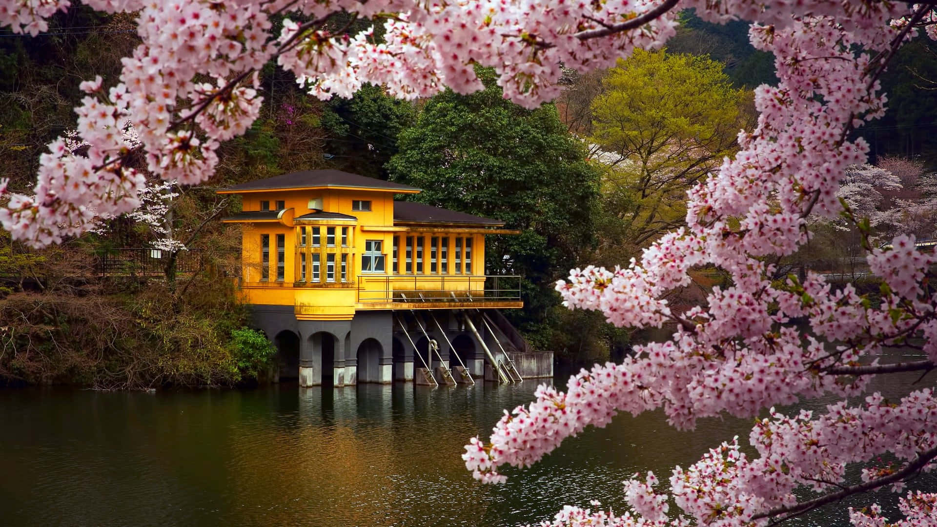 A Yellow House Is Sitting On A Lake With Pink Blossoms