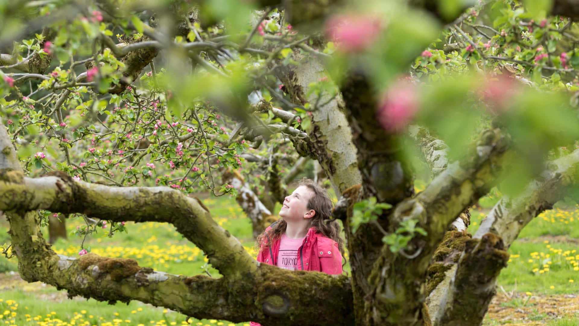 A Girl Is Looking At An Apple Tree