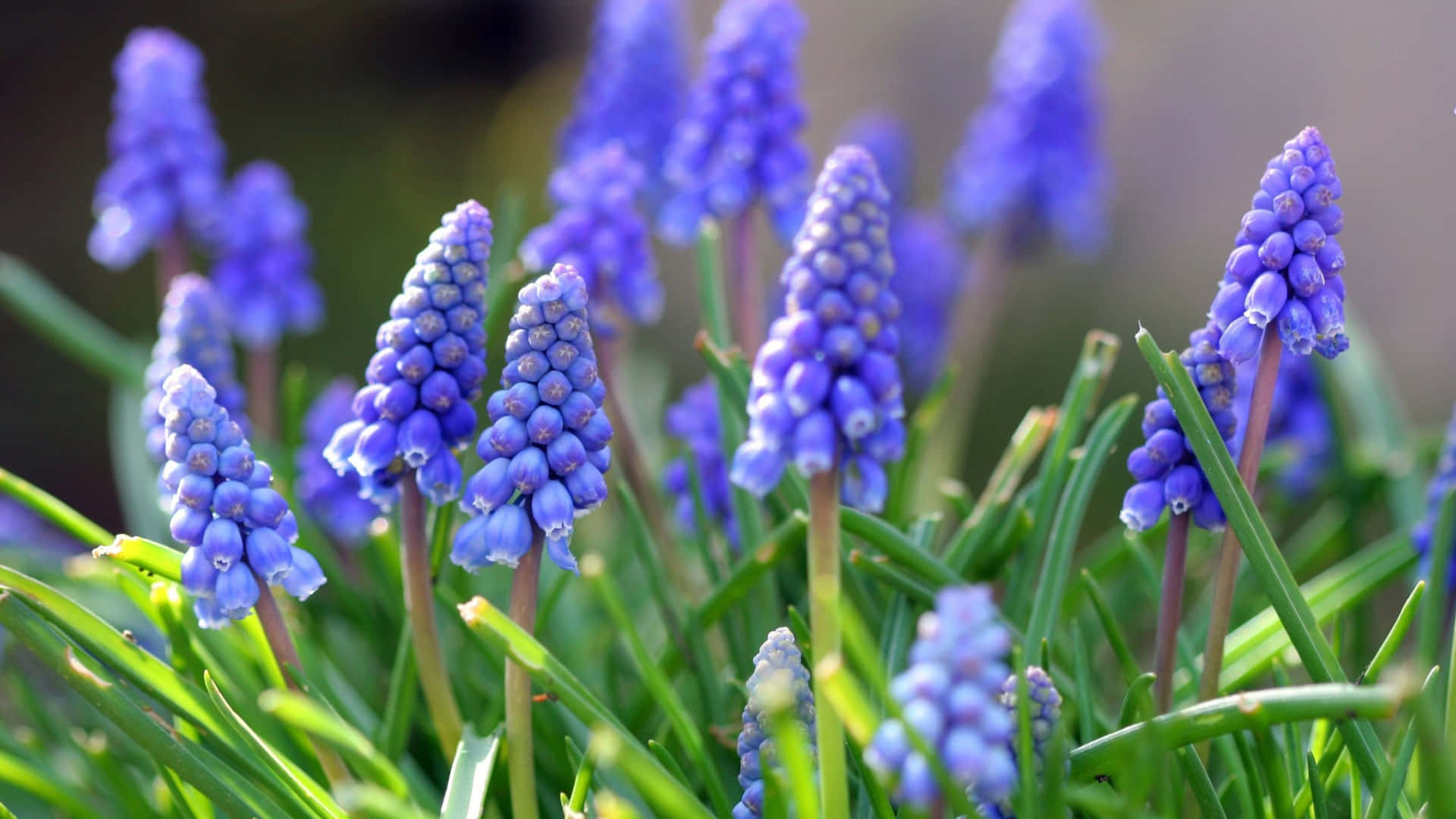 Goditila Bellezza Della Natura Primaverile