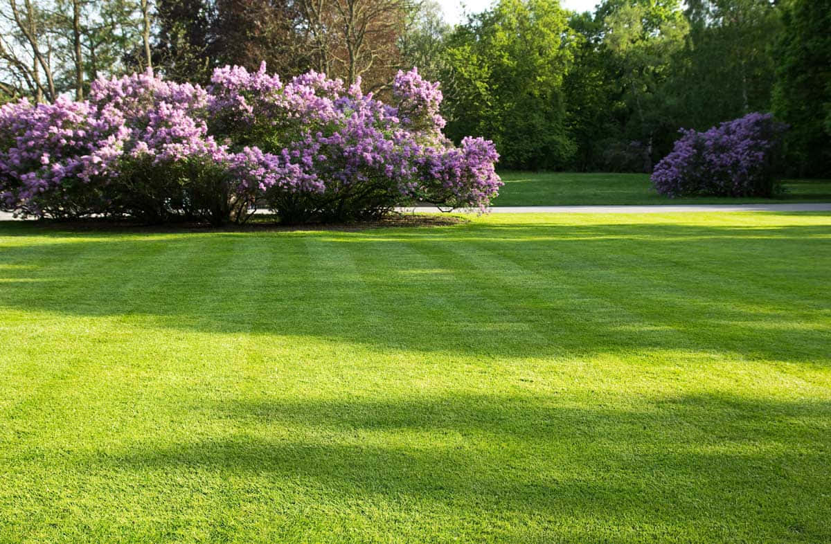 Hermosopaisaje De Primavera Al Aire Libre Fondo de pantalla