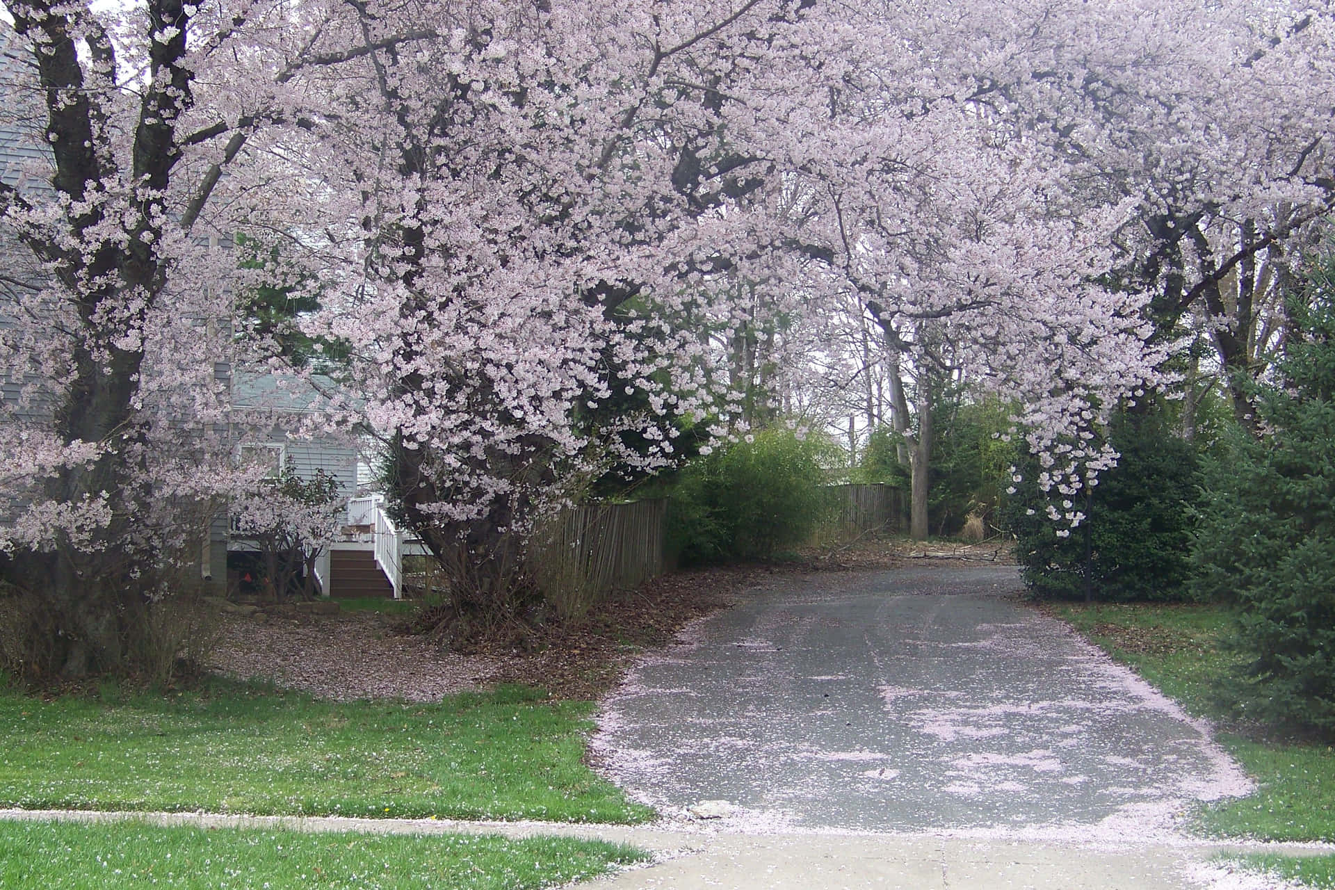 Serene Springtime Forest Path Wallpaper