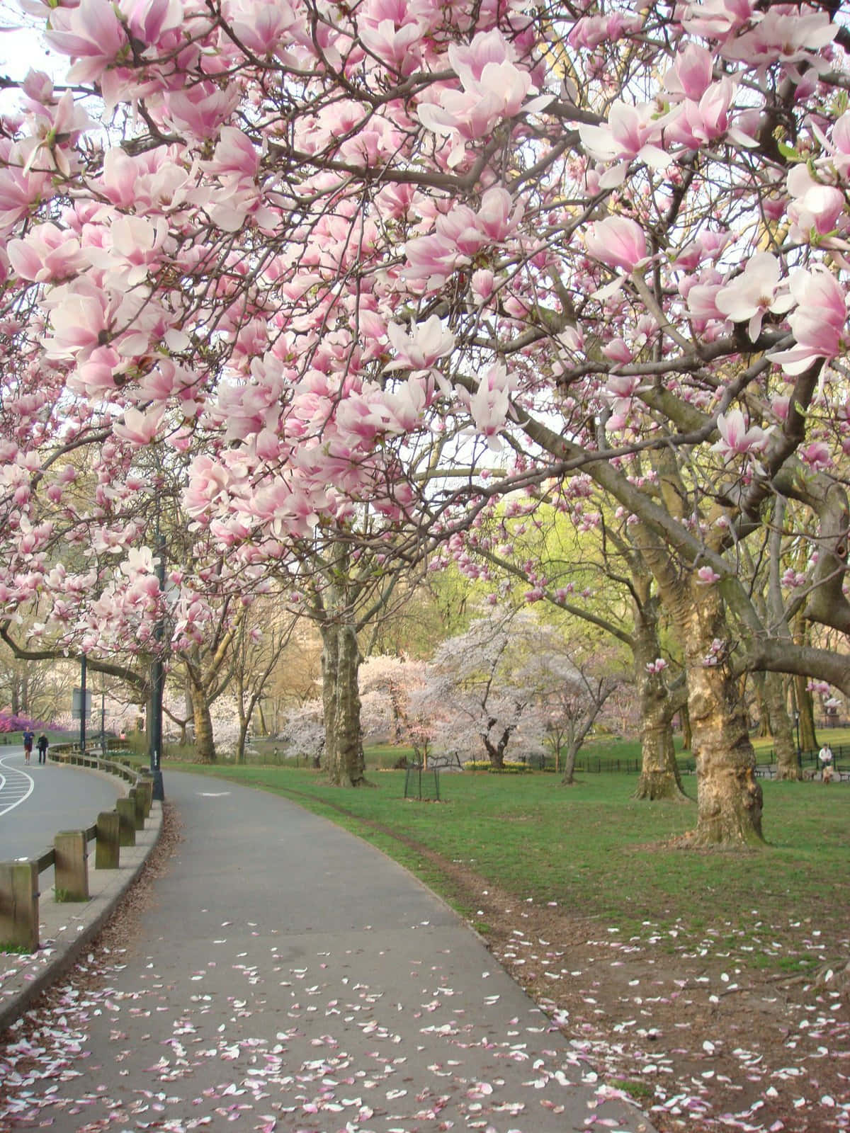 Serene Spring Park with Blooming Trees and Vibrant Flowers Wallpaper