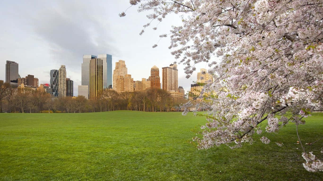 Parc De Printemps Serein Au Crépuscule Fond d'écran