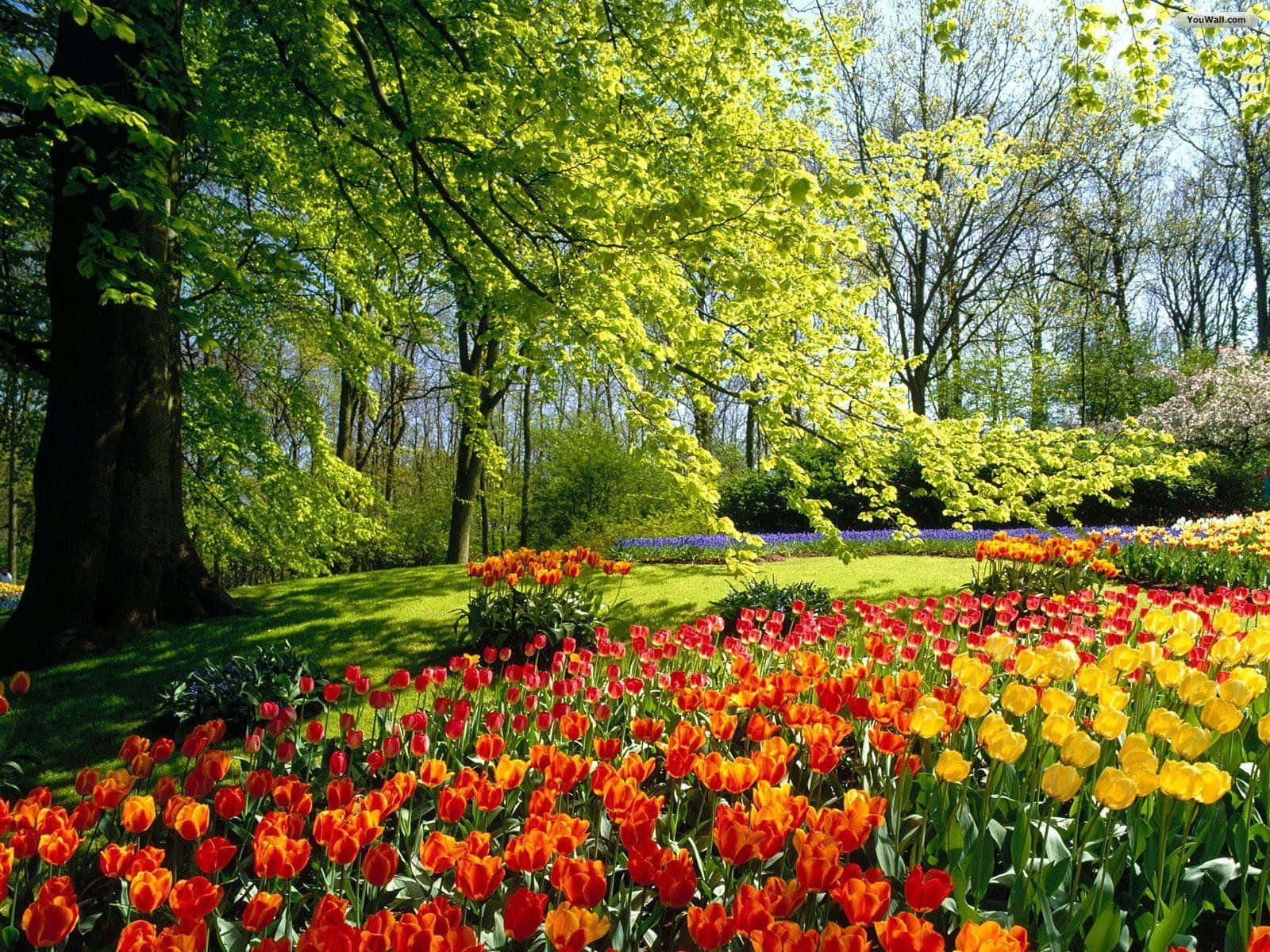 Serene Spring Park Scenery Wallpaper