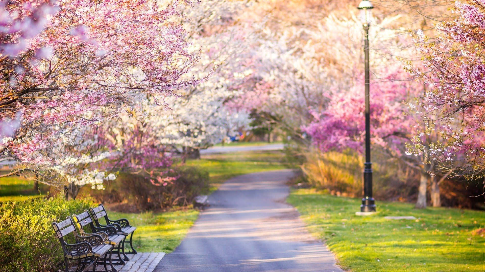 Serene Spring Park Scenery Wallpaper