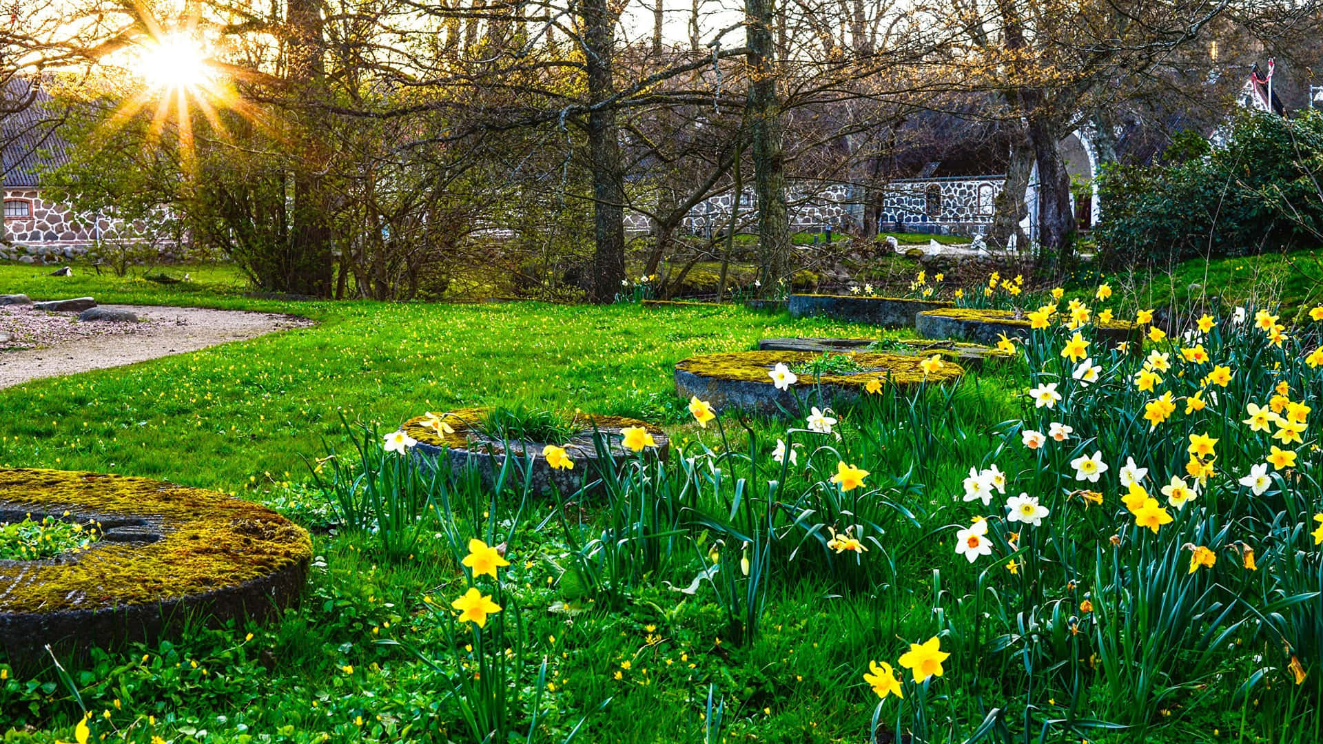 Serene Spring Park with Green Trees and Pathway Wallpaper