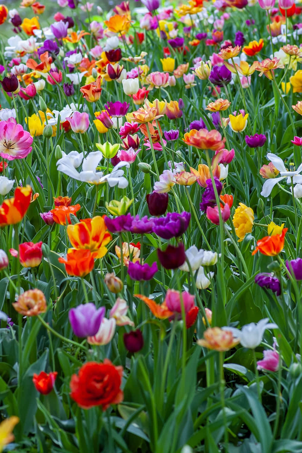 Fejre glæden af foråret med et farverigt mønster!