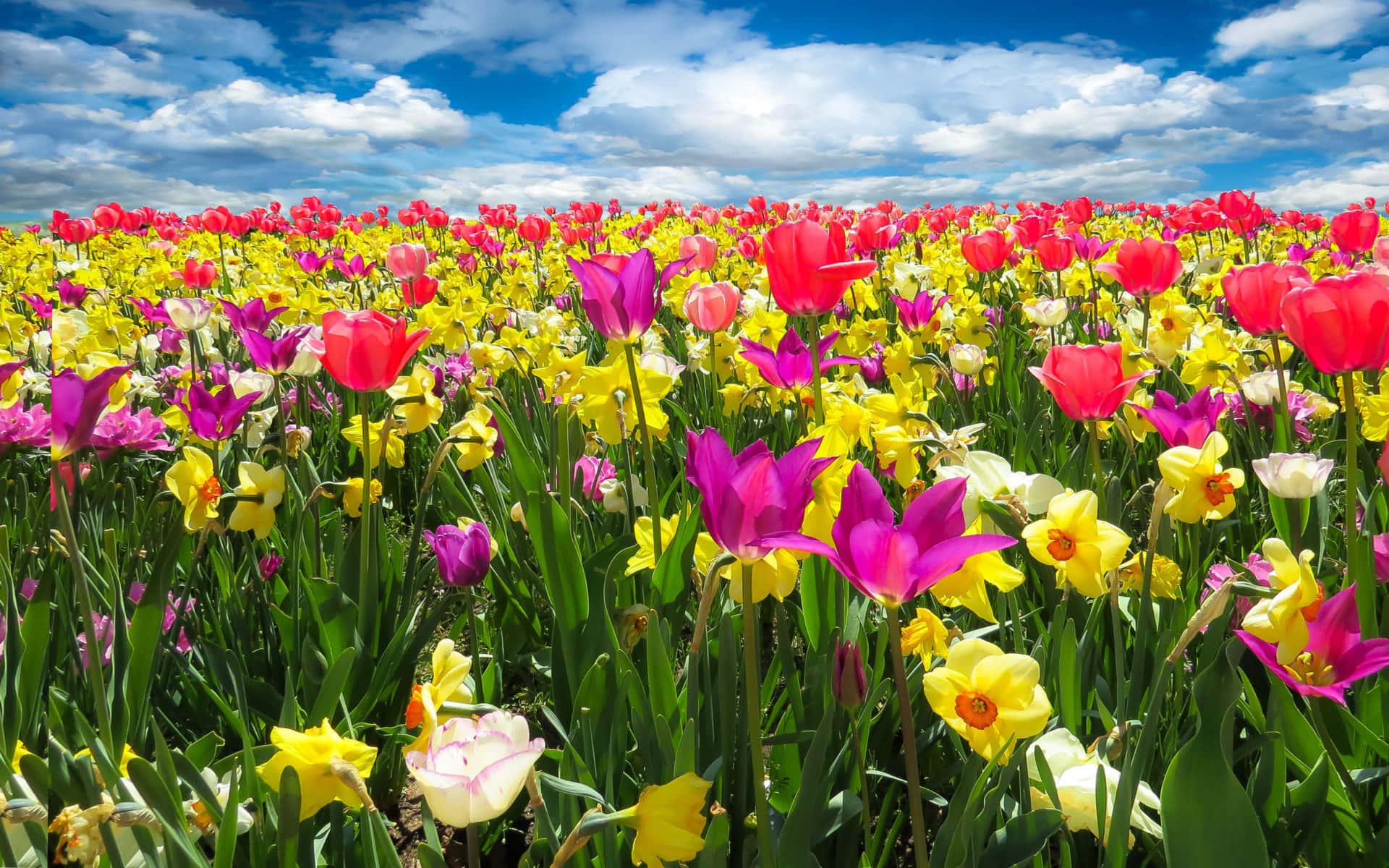 A beautiful view of Spring flowers