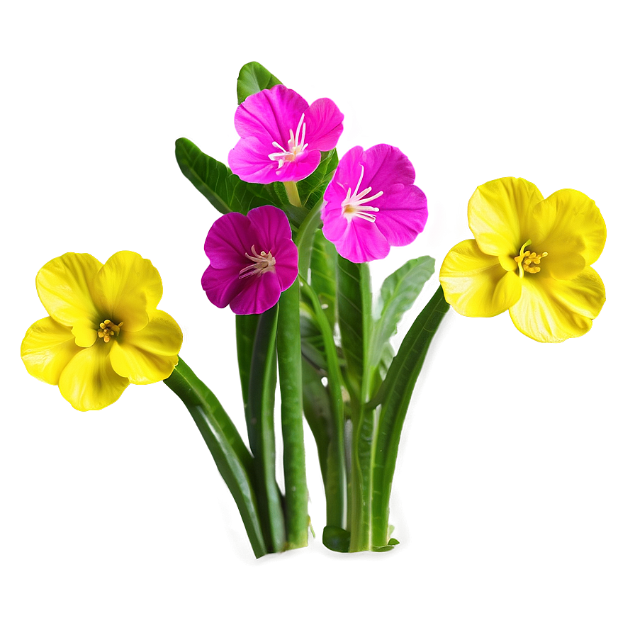 Spring Primrose Flower Png 6 PNG