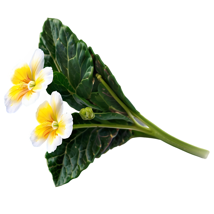 Spring Primrose Flower Png Uip31 PNG