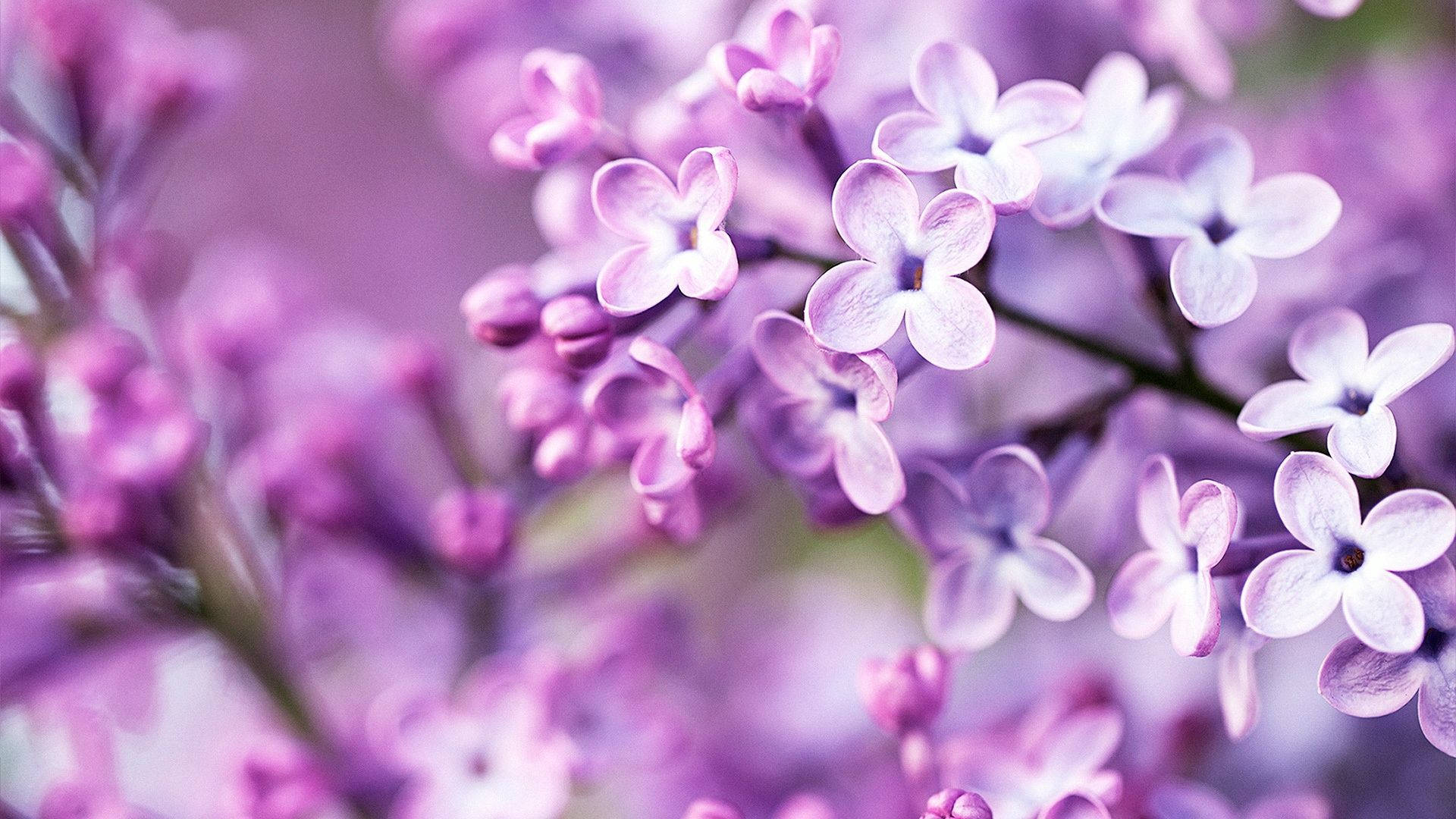 Spring Purple Flowers Lilac Plants Wallpaper