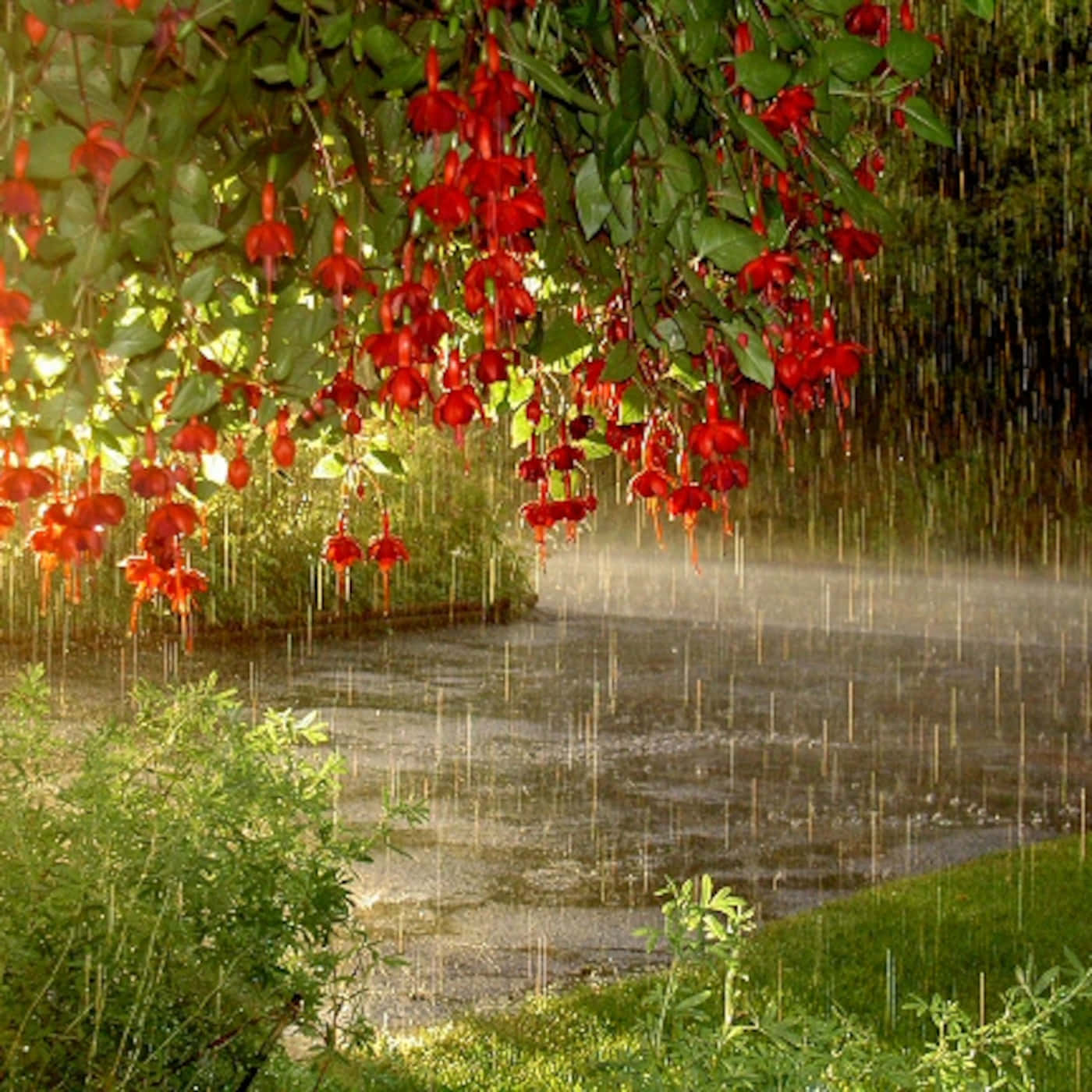 Lluviade Primavera Sobre Hojas Verdes Frescas. Fondo de pantalla