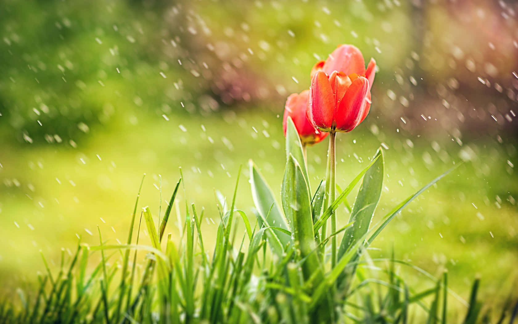Gentle Spring Rain on Blossoming Trees Wallpaper