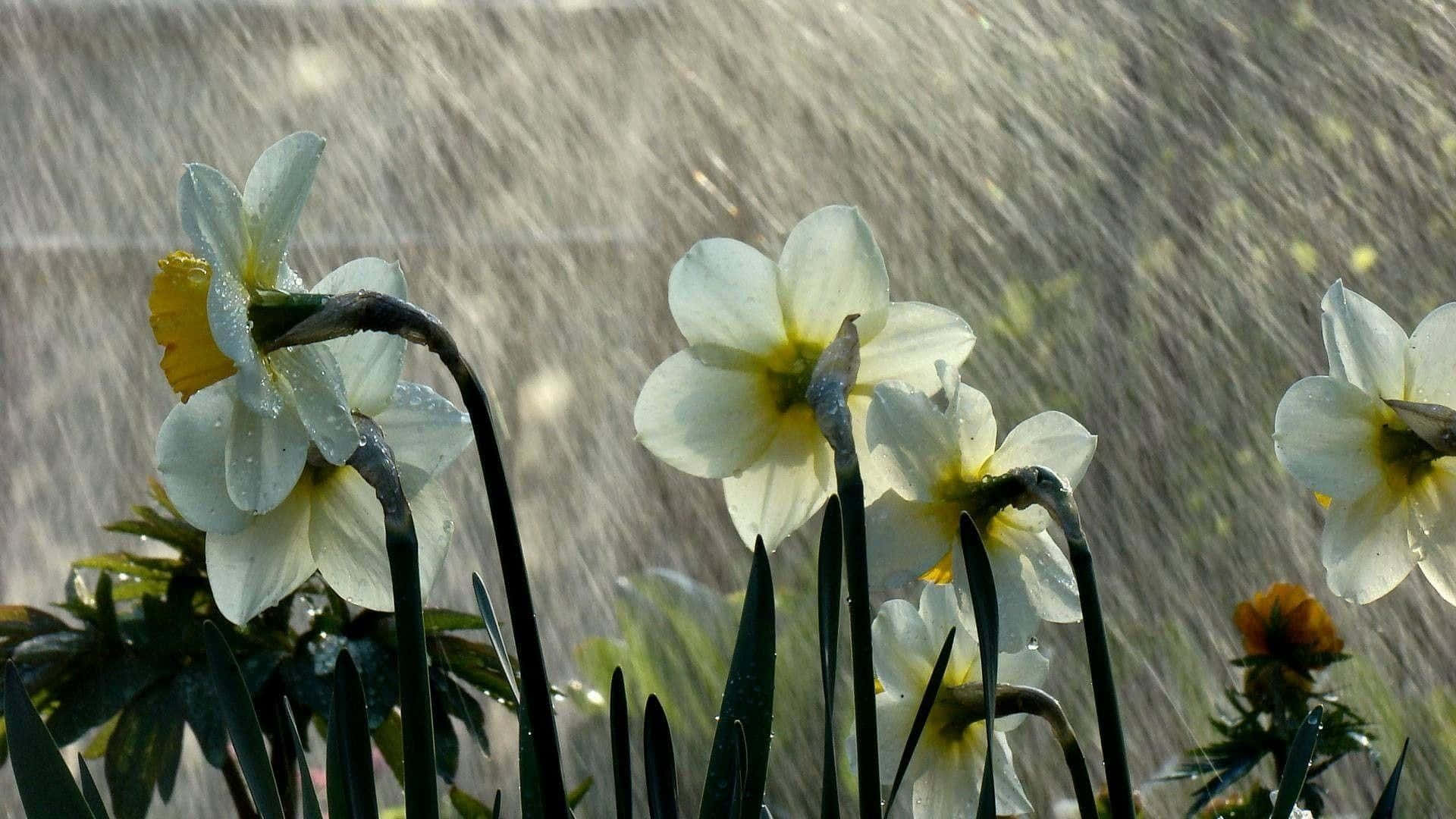Caption: Spring Rain in a Serene Landscape Wallpaper