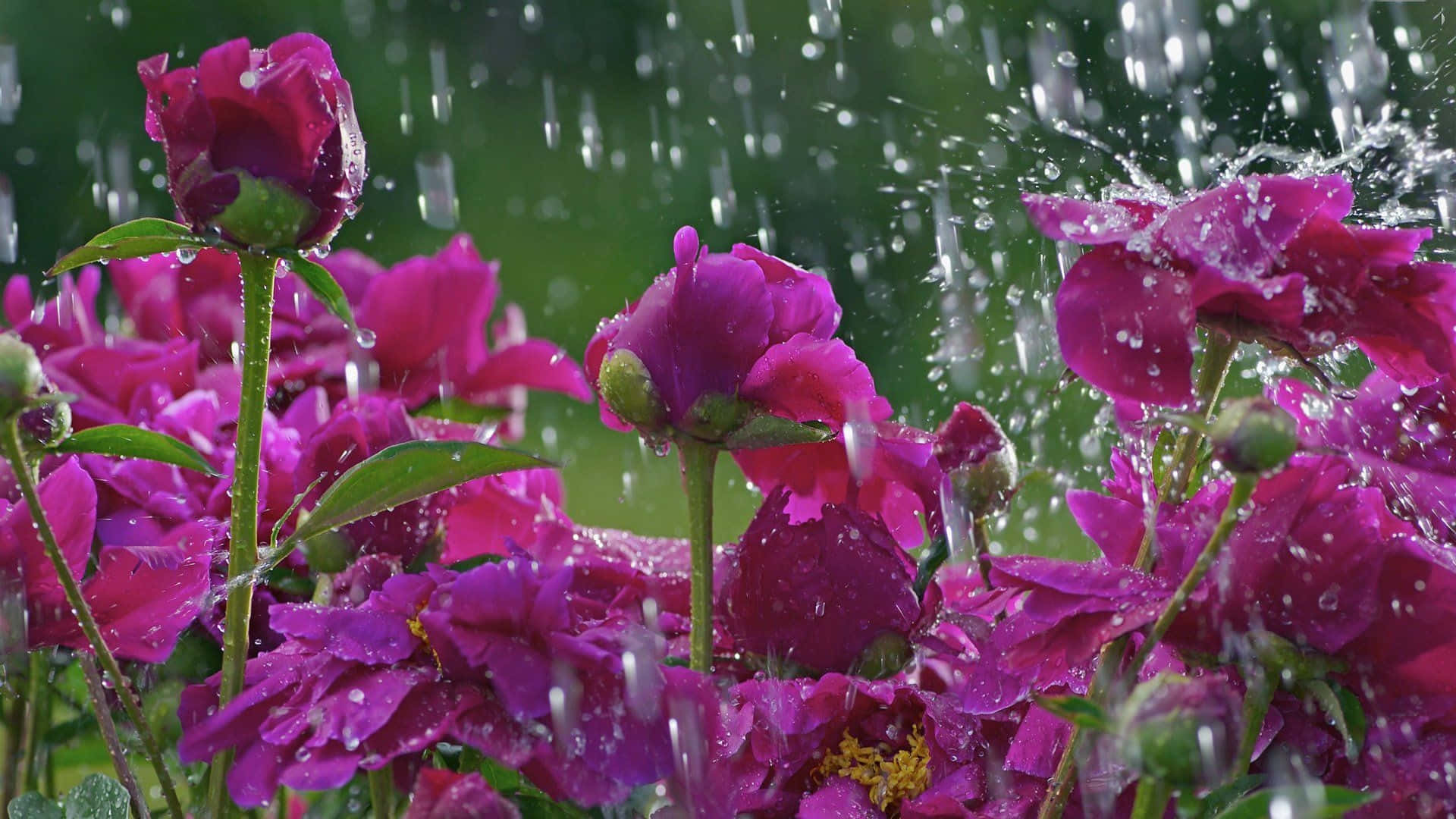 Refreshing Spring Rain Showering Blooming Flowers Wallpaper