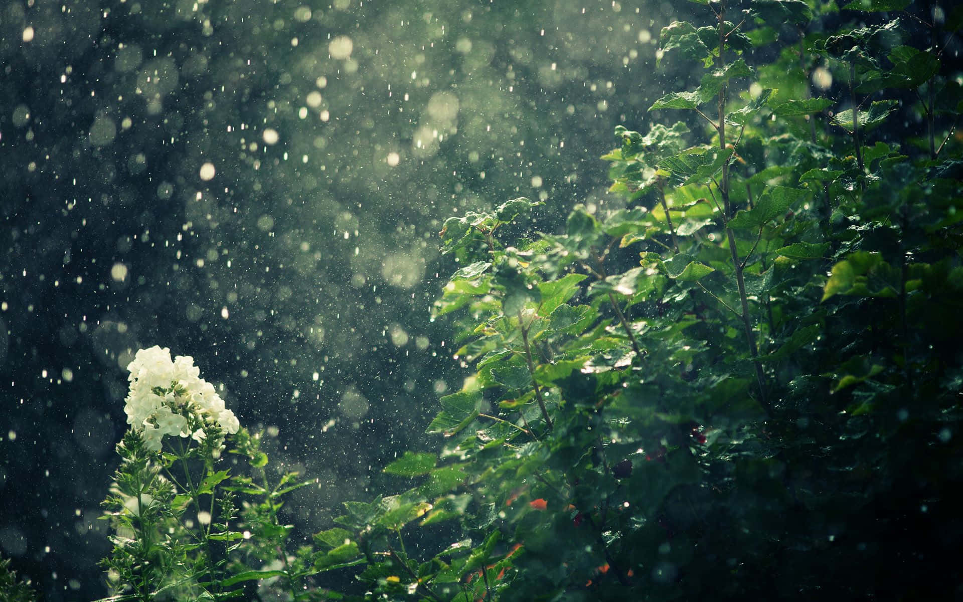 Caption: A Peaceful Spring Rain in a Lush Green Forest Wallpaper