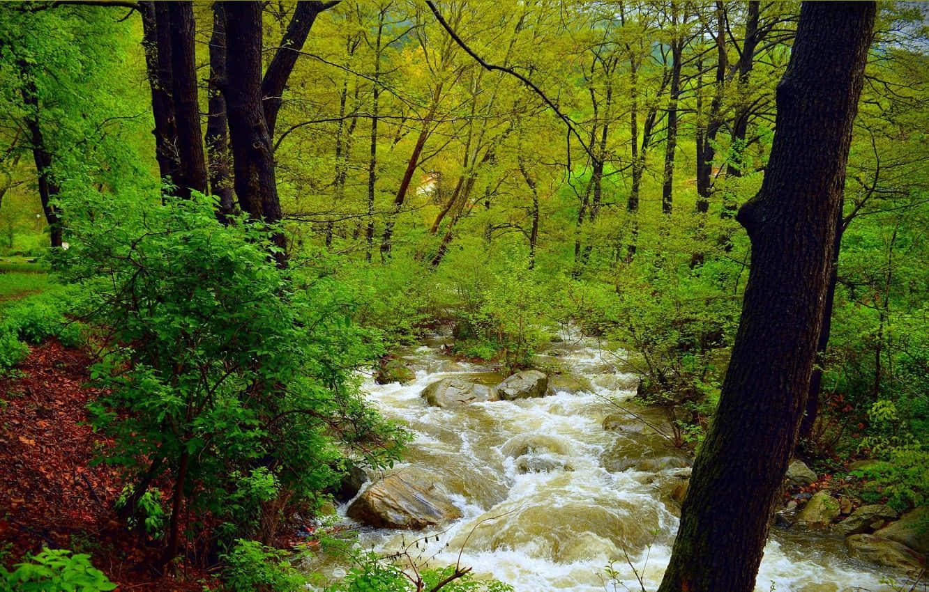 Serene Spring River Flowing through Vibrant Forest Wallpaper