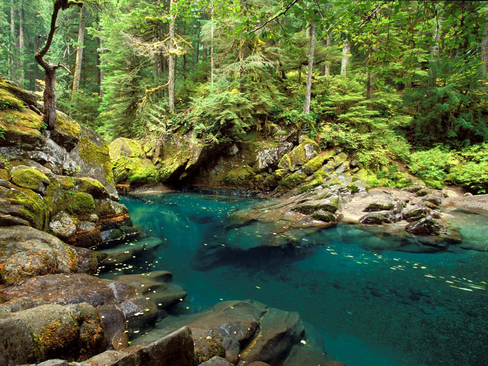 Serene Lente Rivier Landschap Achtergrond