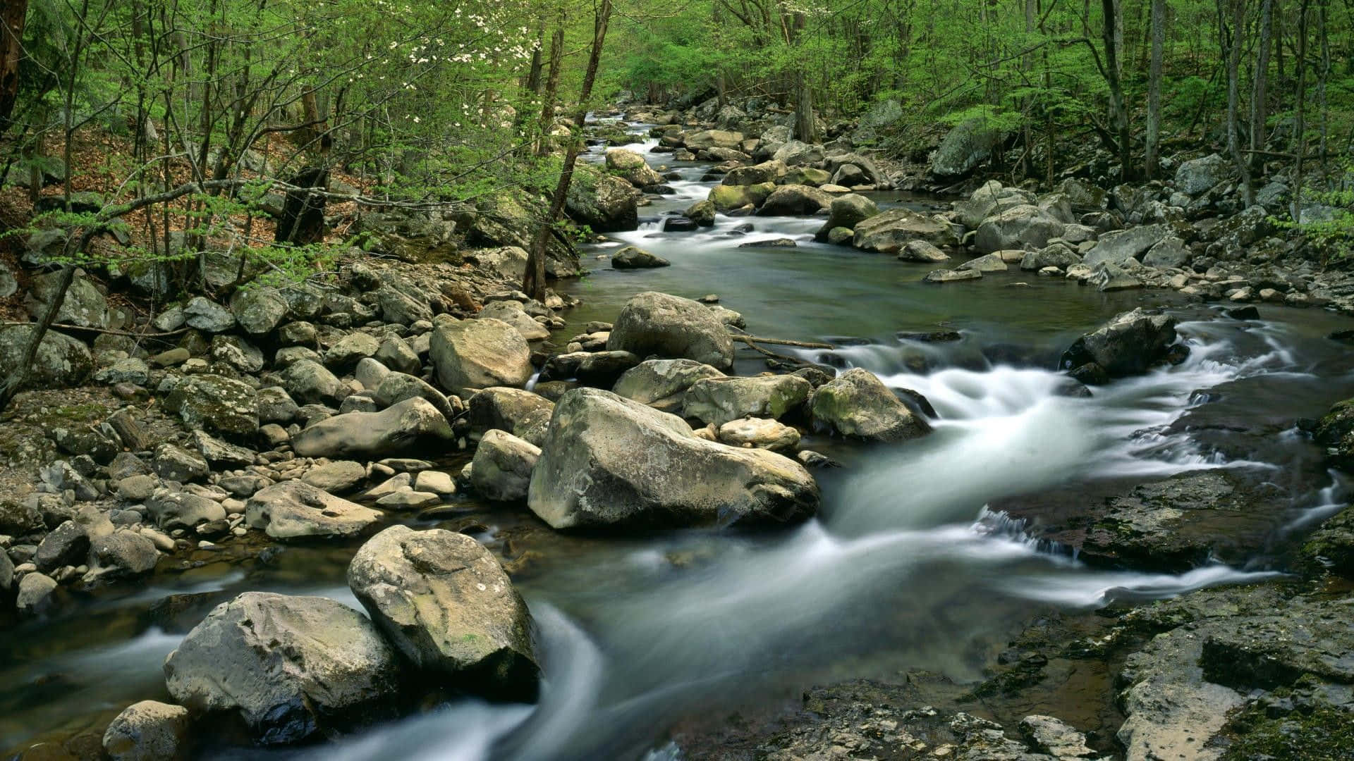 Rustig Lente Rivierlandschap Achtergrond