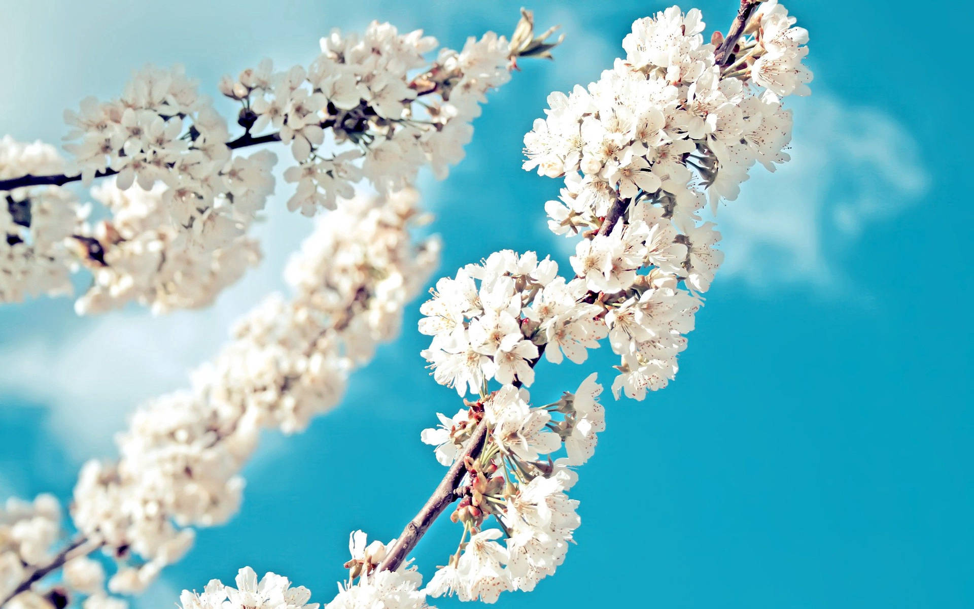 Spring Season White Flowers Wallpaper