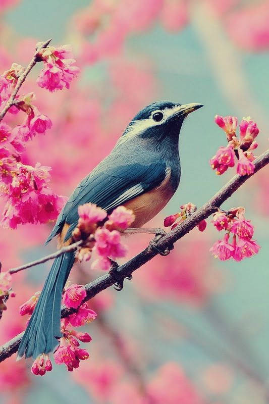 Frühlingssaisonmit Vogel Wallpaper