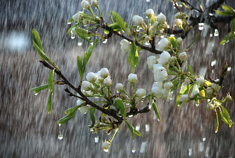Tranquil Spring Shower in Nature Wallpaper