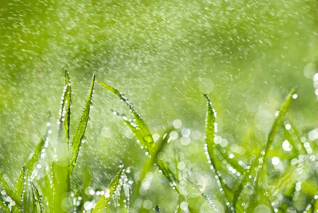 Raindrops on Vibrant Spring Flower Wallpaper