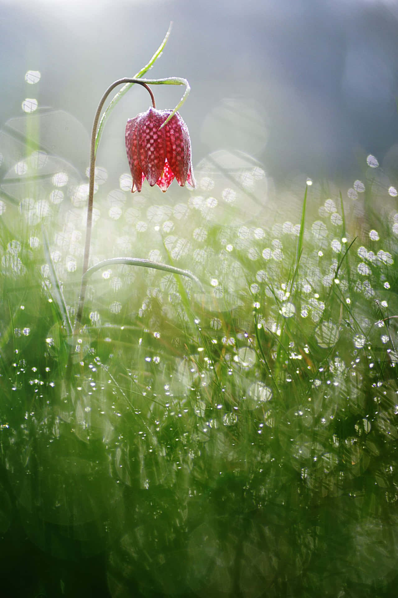 Unarefrescante Lluvia De Primavera En Un Exuberante Jardín Fondo de pantalla