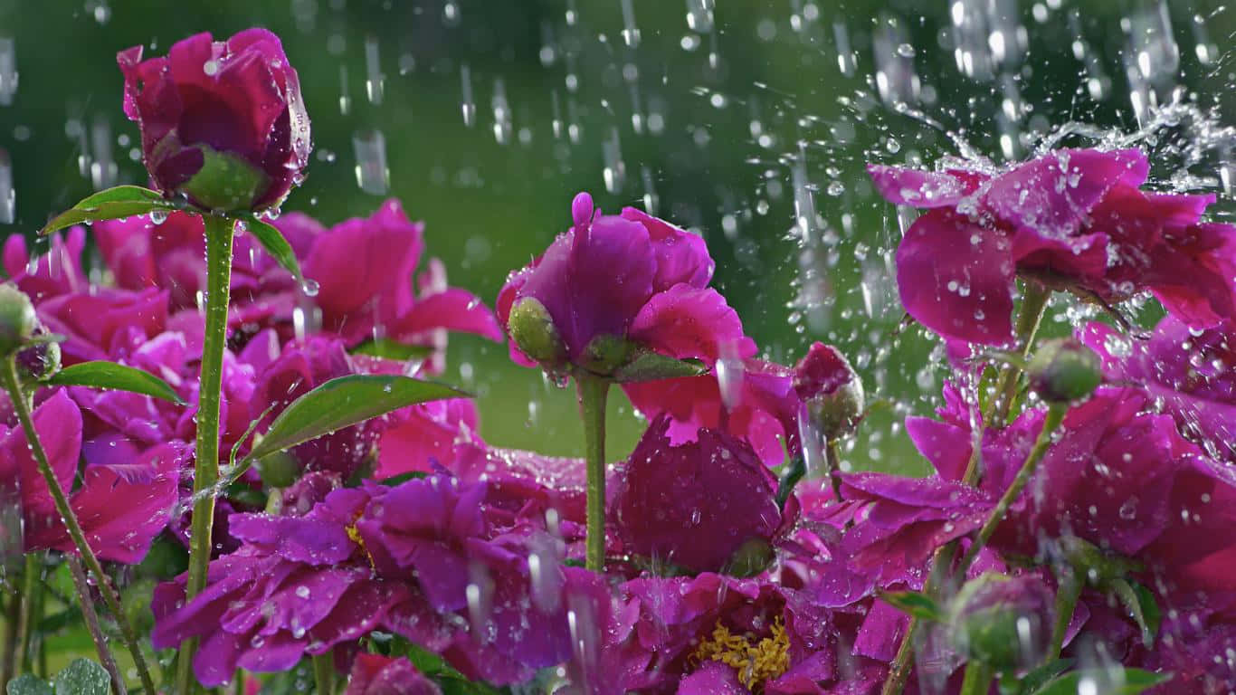 A refreshing spring rain shower Wallpaper