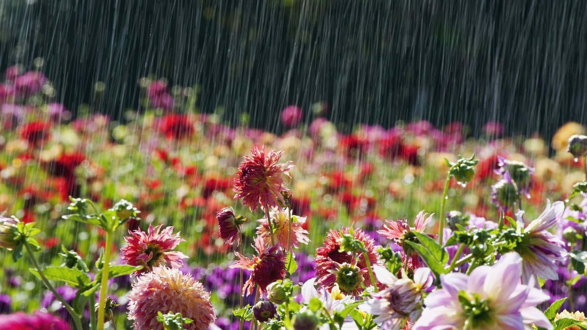 Unahermosa Lluvia De Primavera Fondo de pantalla