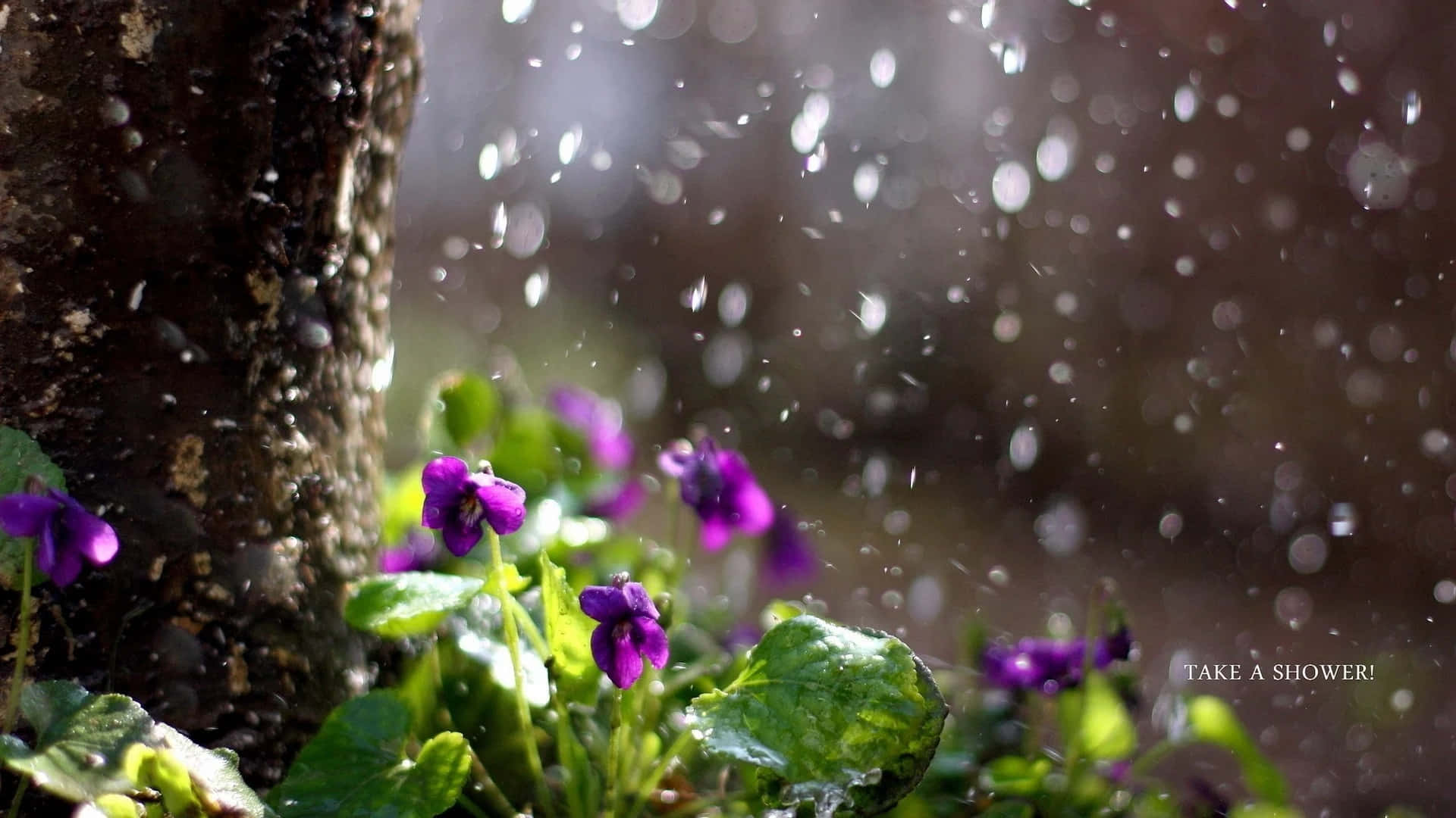 Refreshing Spring Shower in a Vibrant Field Wallpaper