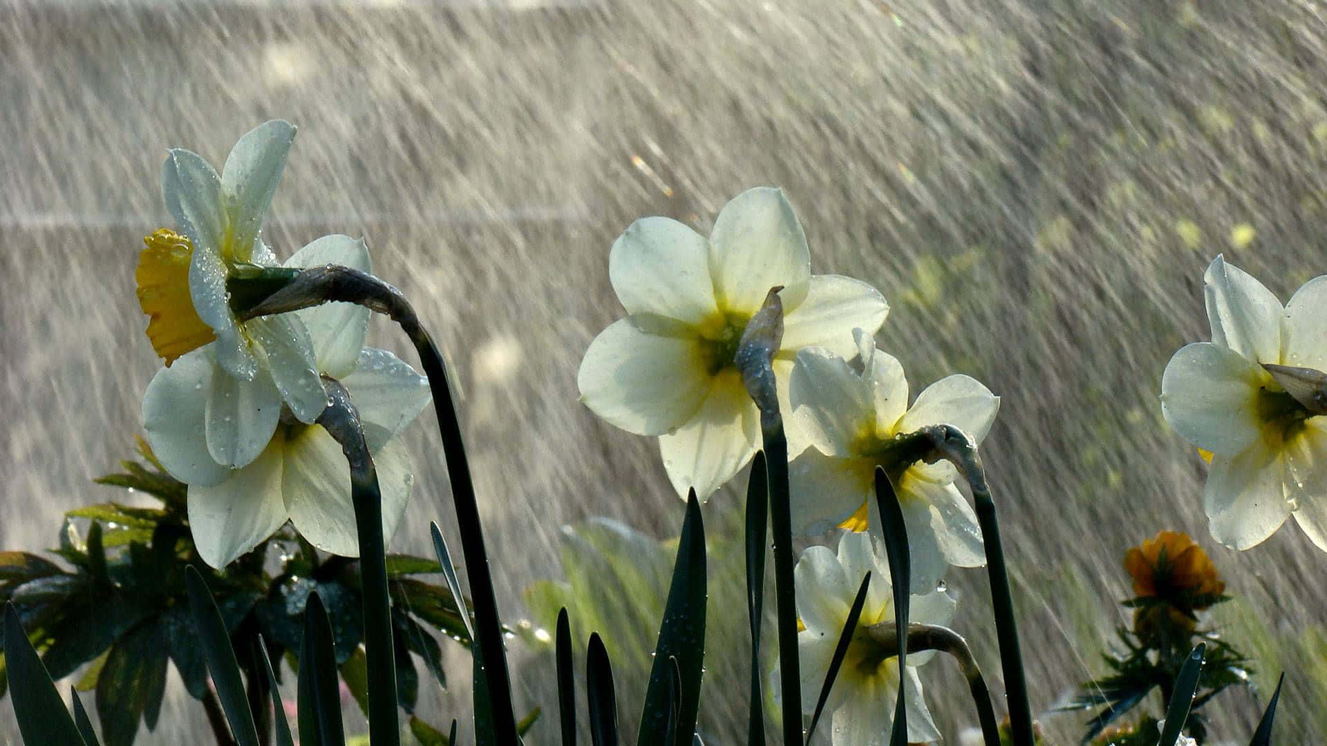 A Peaceful Spring Shower Wallpaper