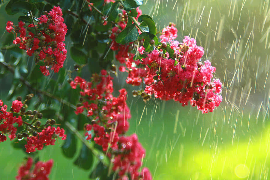 Unarefrescante Lluvia De Primavera En Medio De La Exuberante Vegetación. Fondo de pantalla