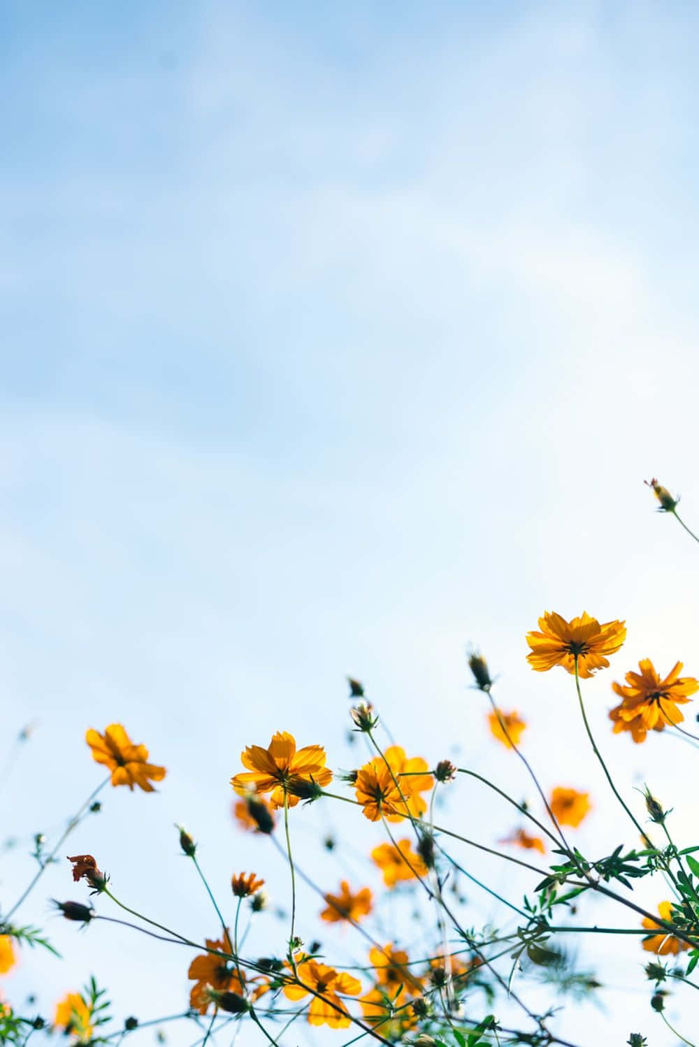 Cielovibrante De Primavera Al Atardecer. Fondo de pantalla