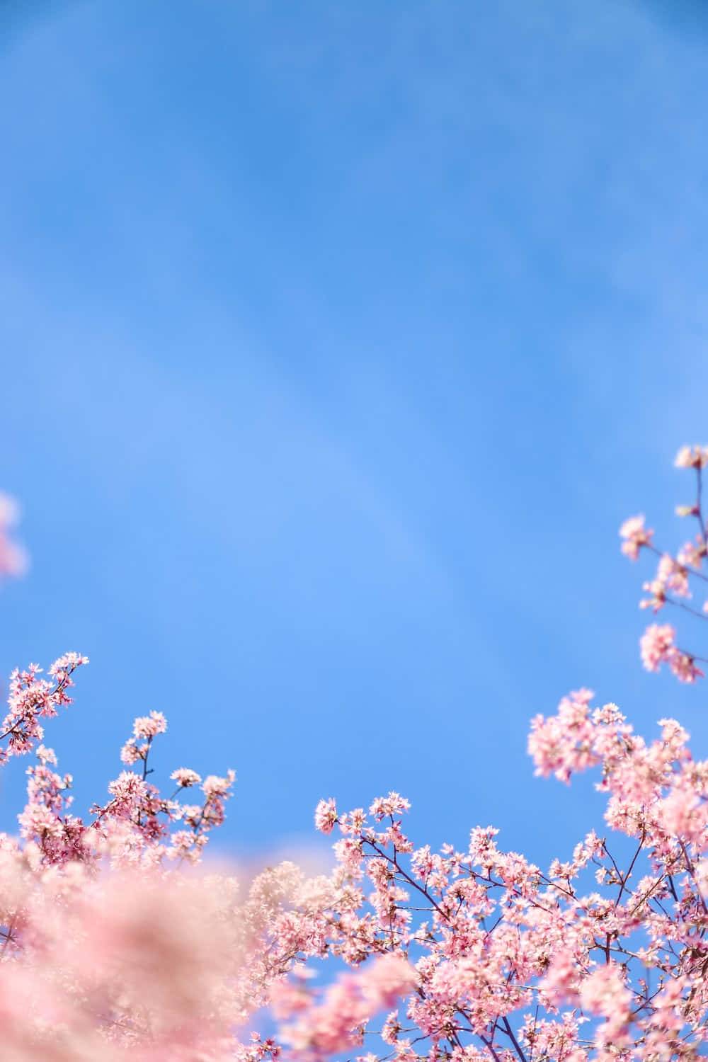 Hermosocielo De Primavera Al Atardecer Fondo de pantalla