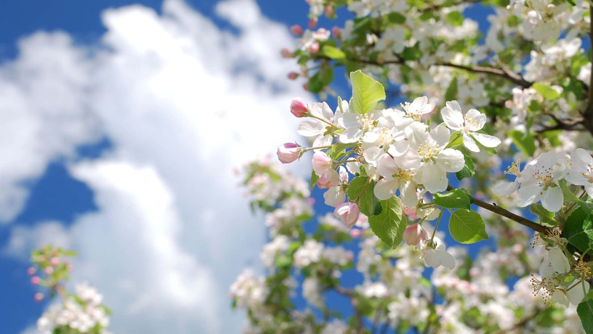 Hermosocielo De Primavera Y Florecientes Cerezos Fondo de pantalla