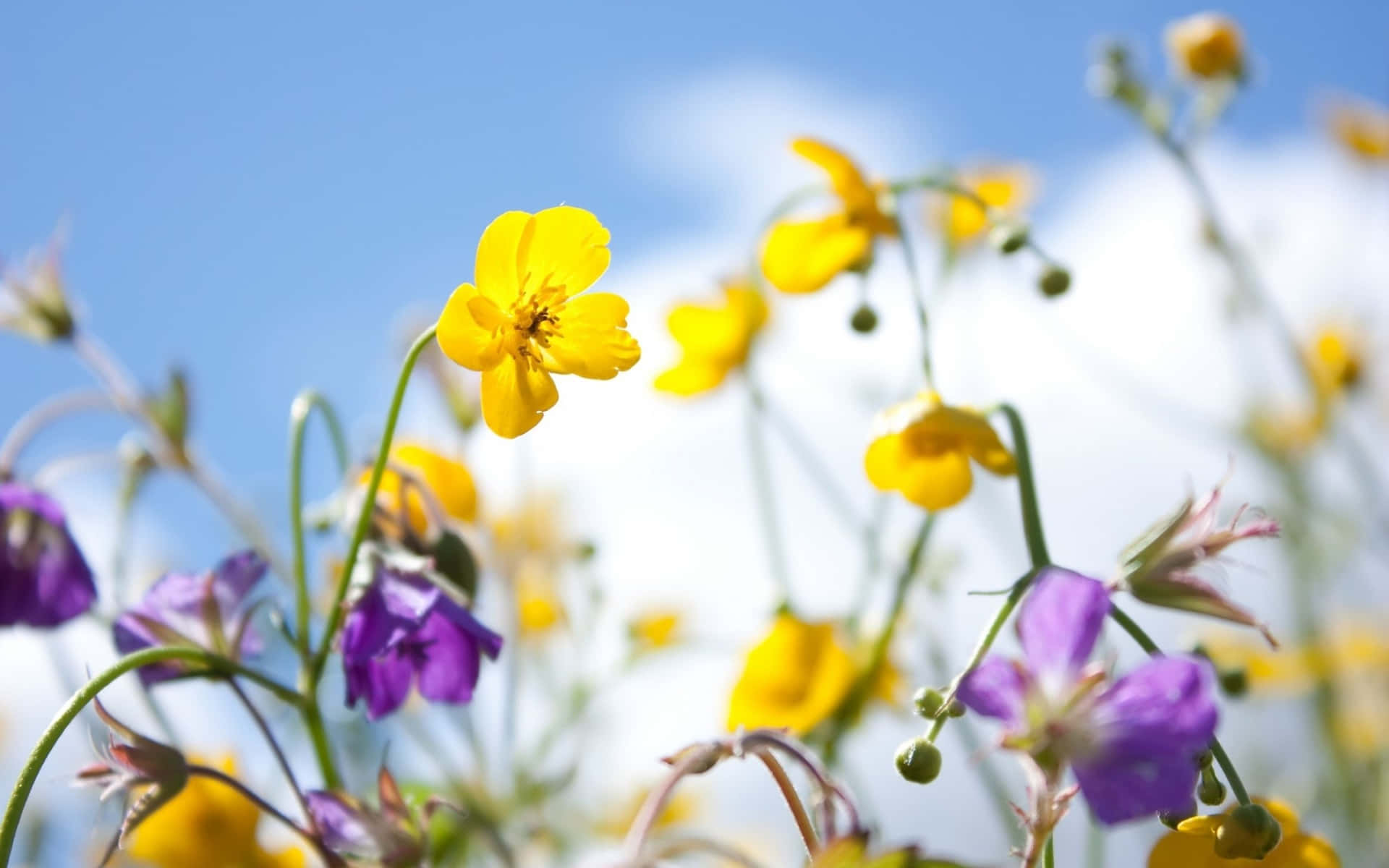 Serene Spring Sky Wallpaper