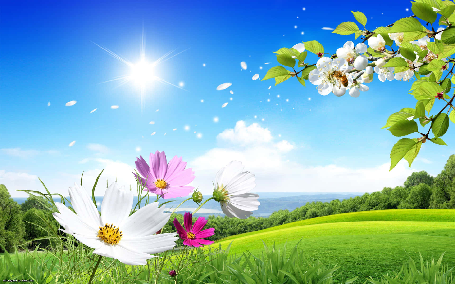 Beautiful Spring Sky with Blossoming Trees Wallpaper
