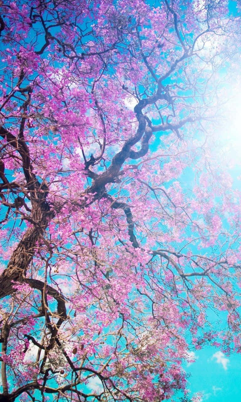 Beautiful Spring Sky Wallpaper