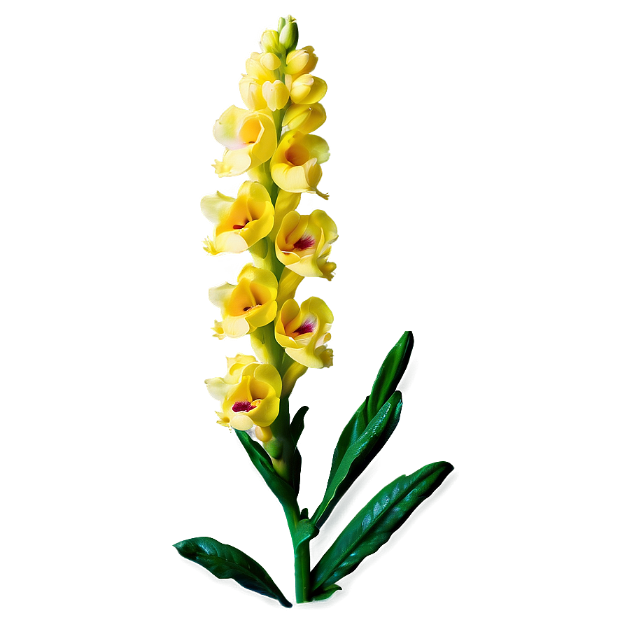 Spring Snapdragon Png 67 PNG