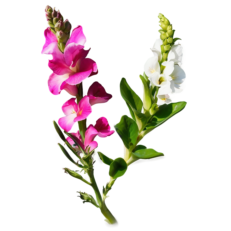 Spring Snapdragon Png Wrh PNG