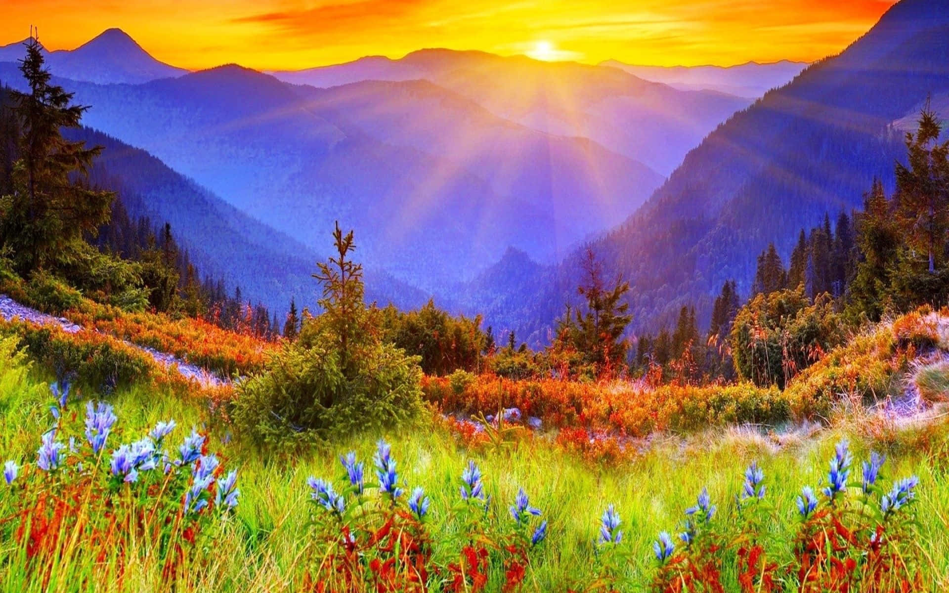 A Warm Spring Sunrise Over a Lush Green Meadow Wallpaper
