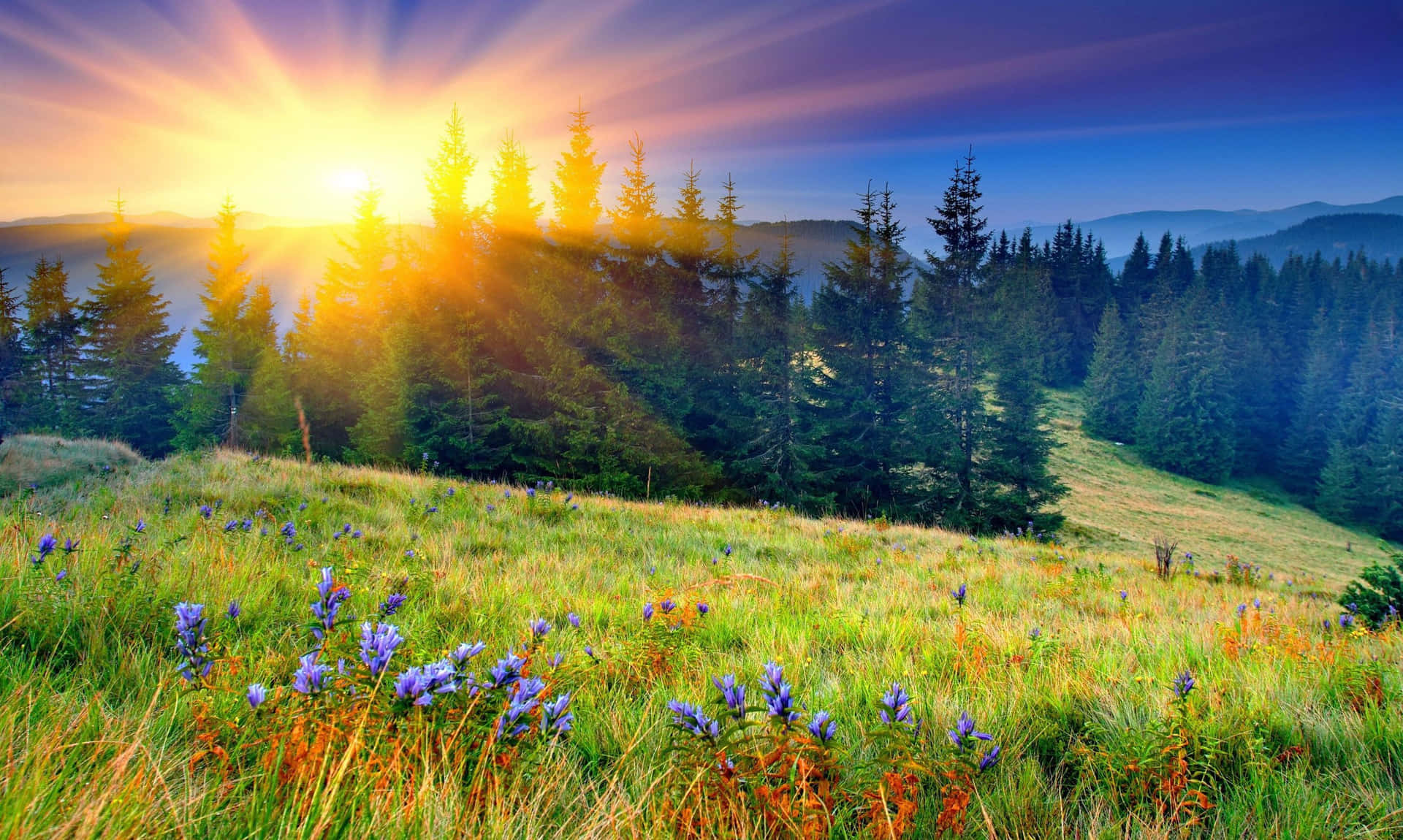 Spring Sunrise Over a Blossoming Meadow Wallpaper