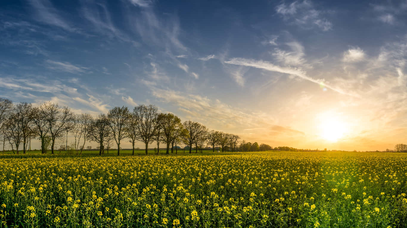 Fredelig Vår Solnedgang I Naturen Bakgrunnsbildet