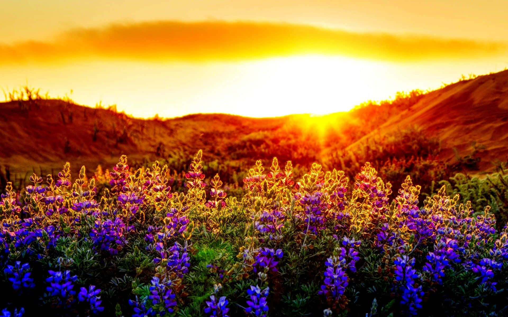 Warm Spring Sunset Over a Tranquil Meadow Wallpaper