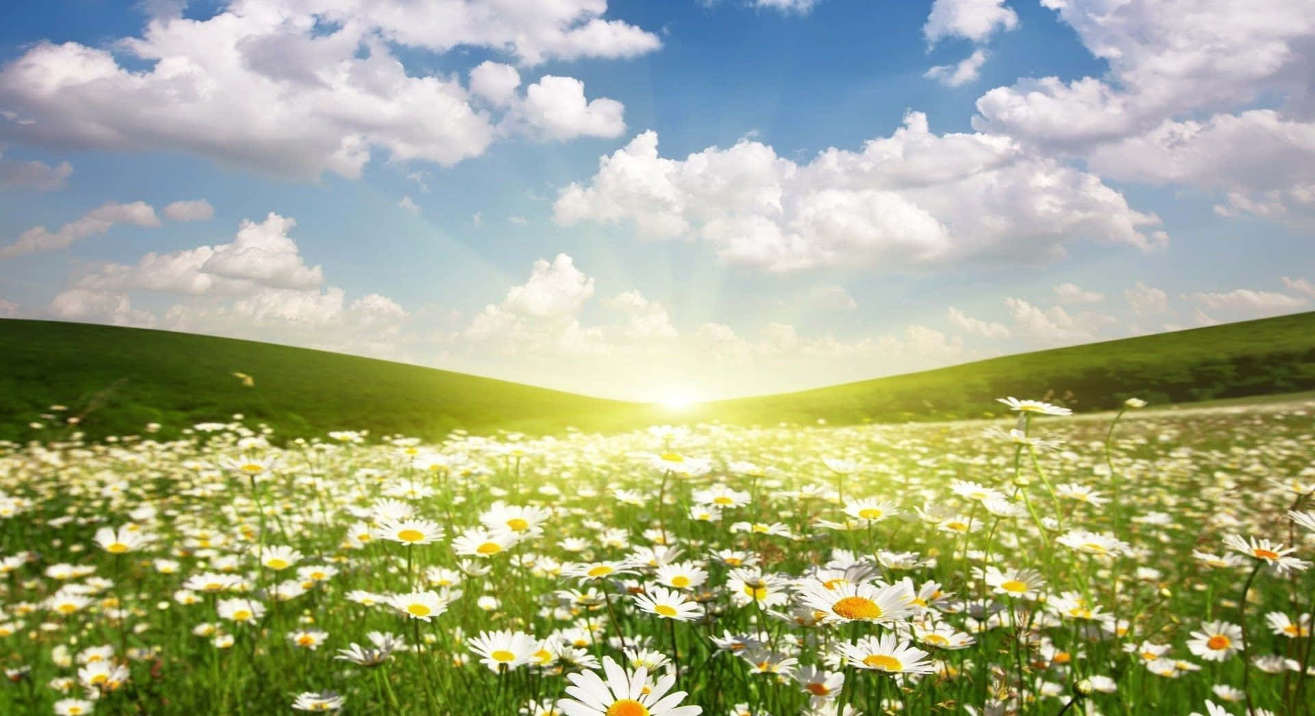 Primaveradorada Con Rayos De Sol Sobre Flores En Pleno Florecimiento Fondo de pantalla