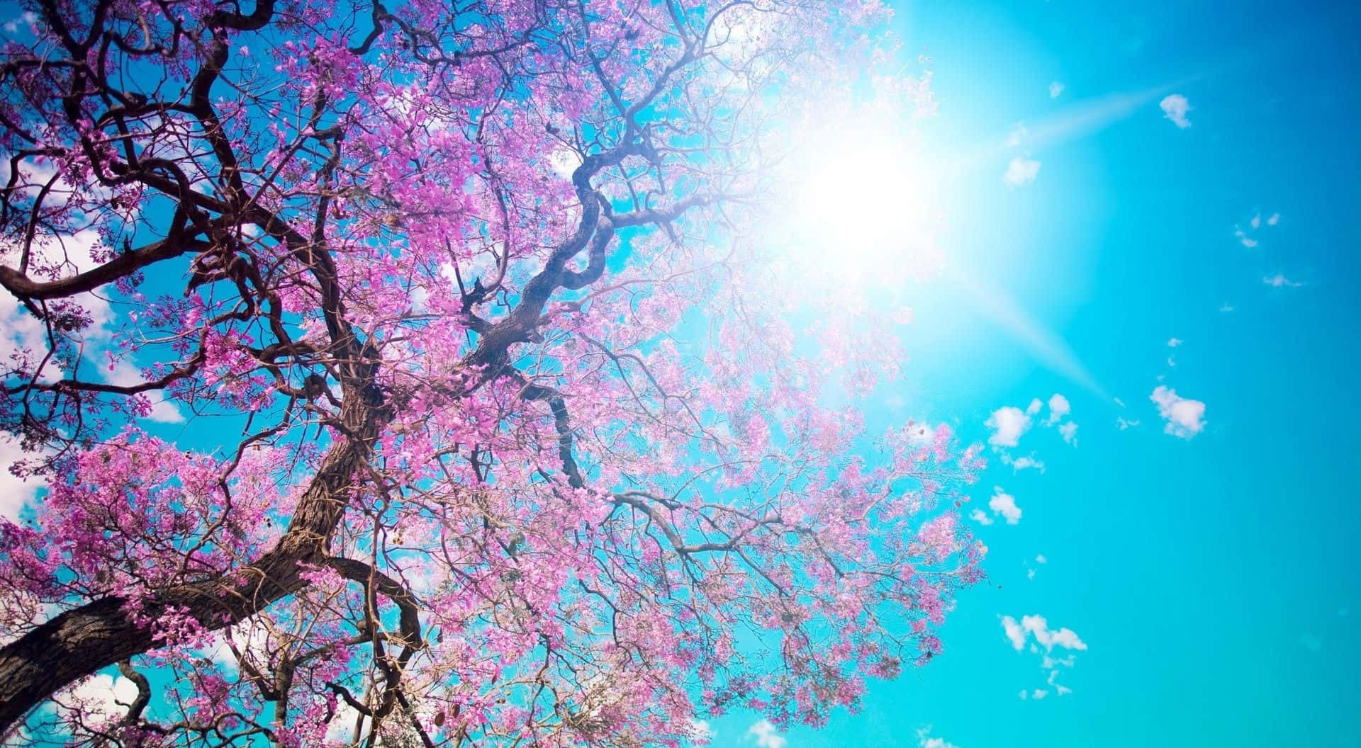 Vibrant Spring Sunshine in Nature Wallpaper