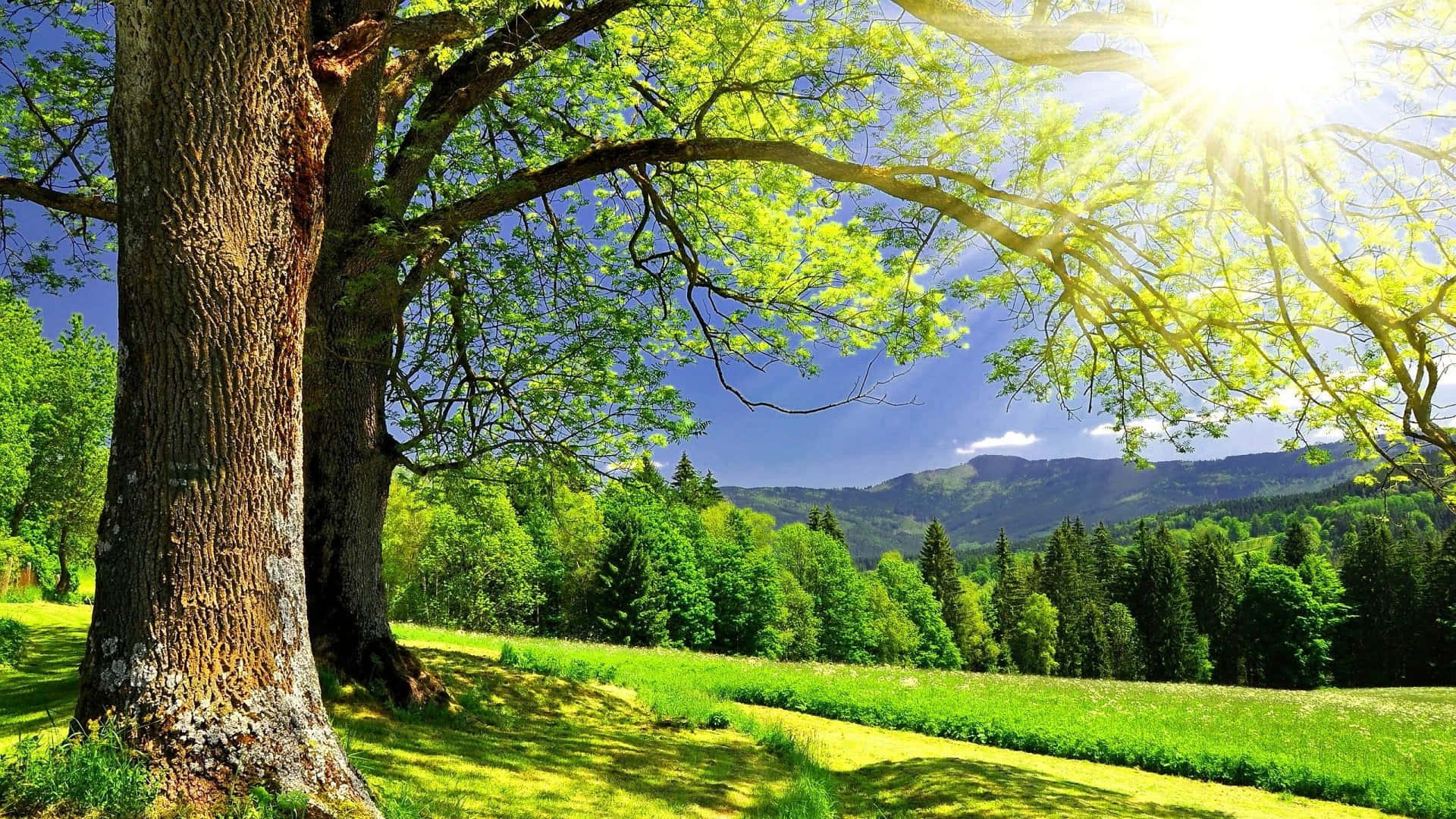 Warm and Glowing Spring Sunshine Wallpaper