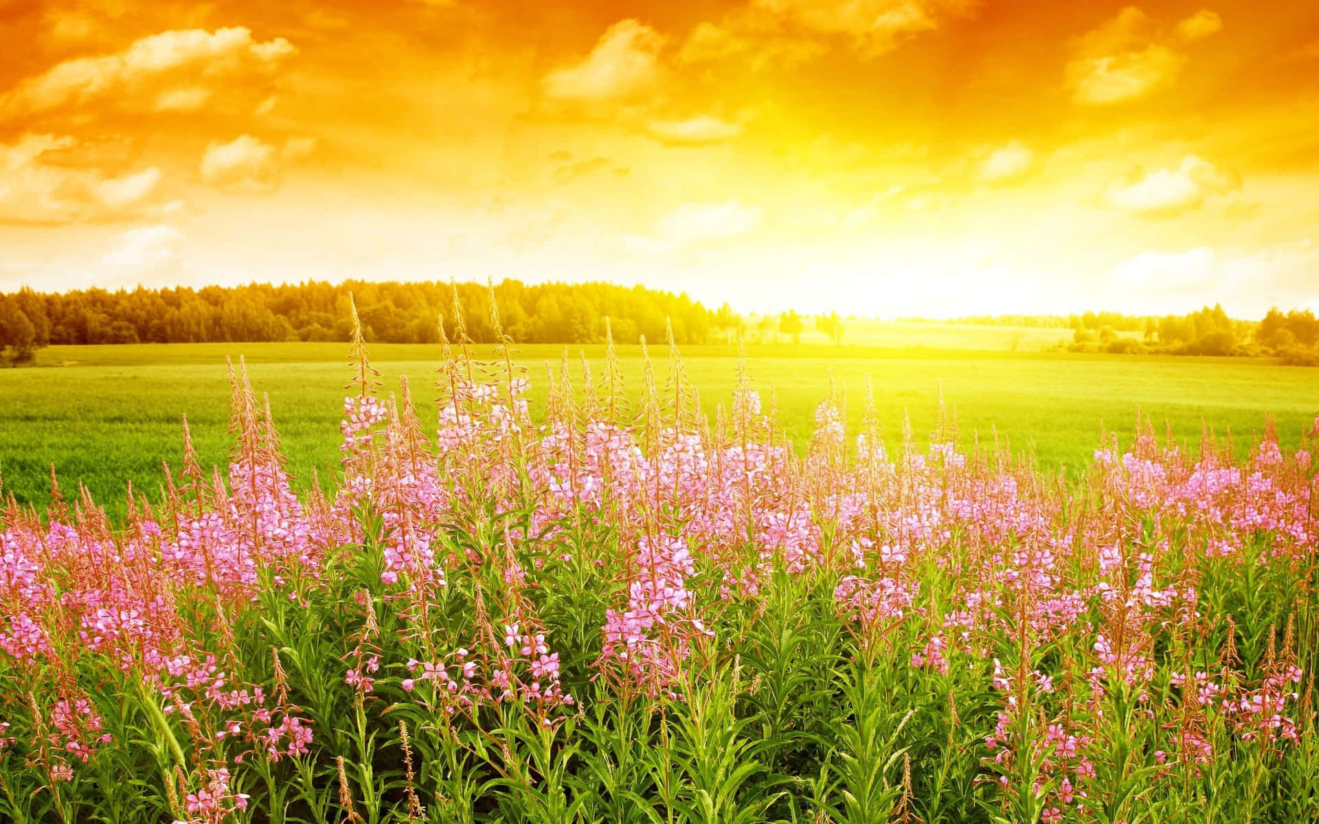 Spring Sunshine Illuminating a Beautiful Landscape Wallpaper