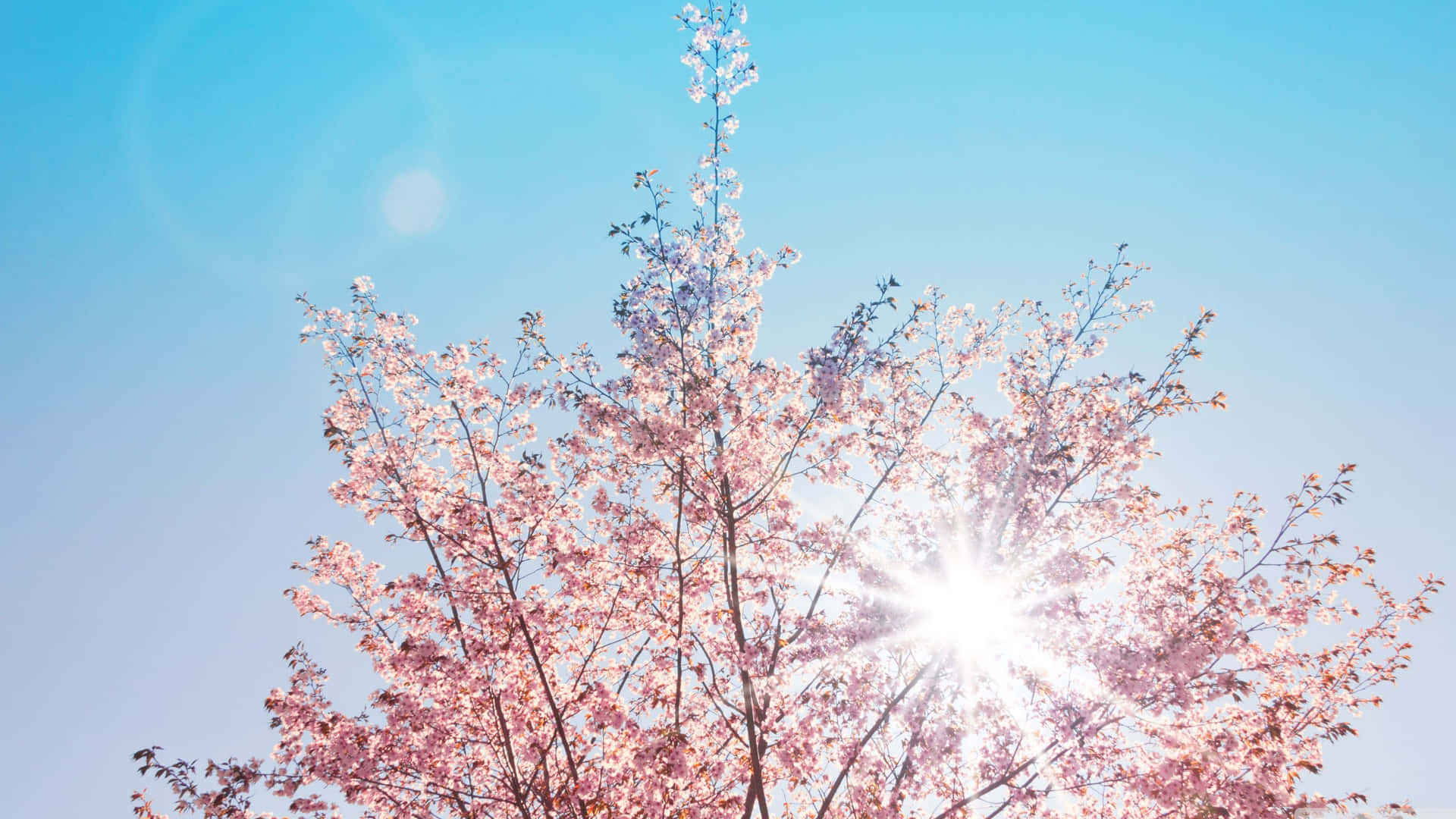 Bright Spring Sunshine in a Blooming Garden Wallpaper